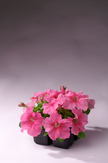 PETUNIA LIMBO SALMONE CHIARO NR.1000 SEMI PILL.